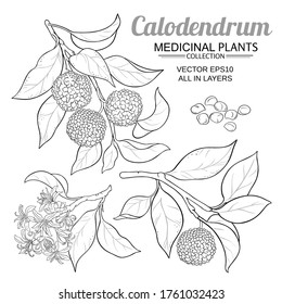 calodendrum vector set on white background