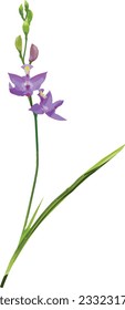 Calopogon tuberosus (Tuberous Grass-pink) Orchid Native North American Wetland Wildflower