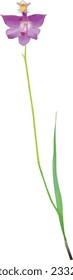 Calopogon tuberosus (Tuberous Grass-pink) Orchid Native North American Wetland Wildflower