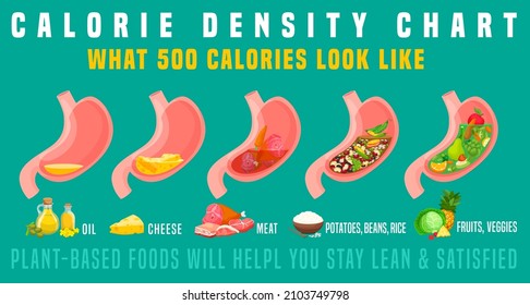 Calorie density. What 500 calories look like in the stomach. Horizontal medical poster. Colorful infographic. Healthy eating concept. Editable vector illustration isolated on a green background.