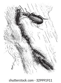 Calosome sycophant attacking processionary moth, vintage engraved illustration. Magasin Pittoresque 1877.