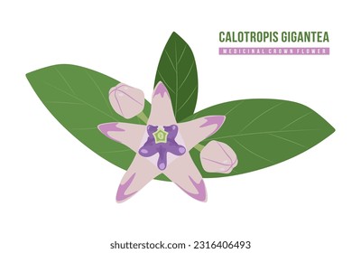 Calotropis gigantea o flor de corona en ilustración vectorial plana. Plantas medicinales y flores aisladas. Consta de cinco pétalos puntiagudos y una pequeña corona en la que se encuentran los estambres. Vector plano