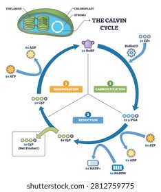Calvin cycle brief outline shows carbon fixation, reduction, and regeneration in a circular path, highlighting chloroplast inset, RuBisCO with CO2, and ATP-NADPH flow. Outline diagram