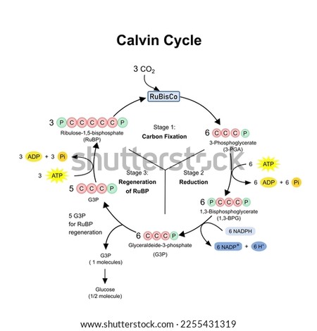 Calvin cycle in chloroplast, photosynthesis dark phase. Diagram Stock photo © 