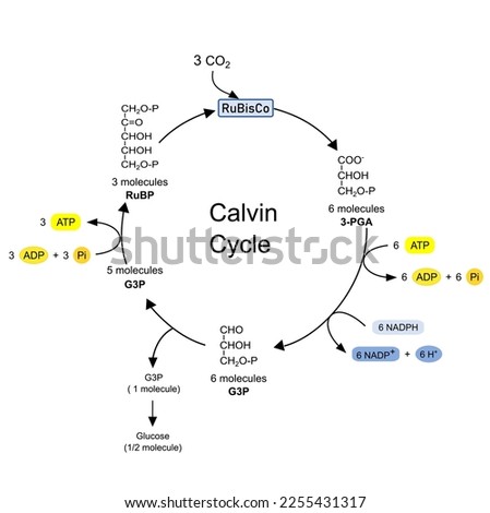 Calvin cycle, dark phase in photosynthesis, carbon reduction reactions. Vector illustration. Stock photo © 