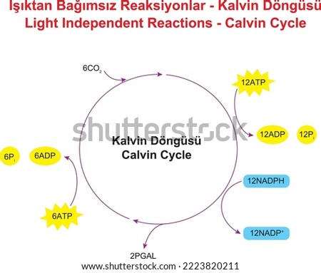 Calvin Cycle, Light Independent Reactions Stock photo © 