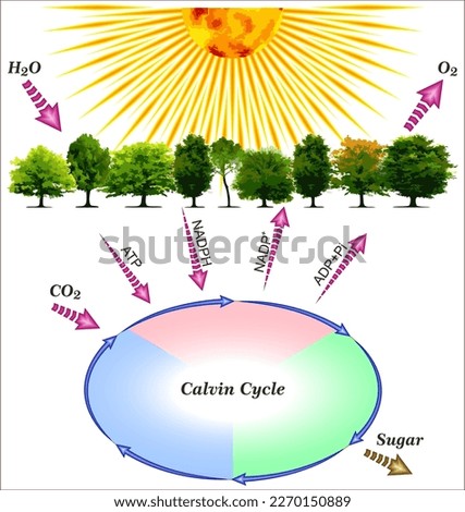 The Calvin cycle, light-independent reactions, bio synthetic phase, dark reactions, or photosynthetic carbon reduction cycle of photosynthesis is a series of chemical reactions. Stock photo © 