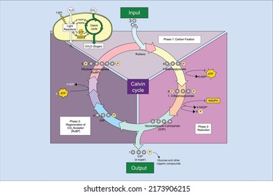 Calvin Cycle Vector Illustrate Chart