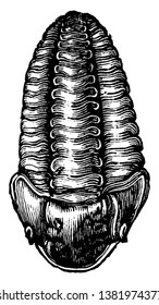 Calymene which are frequently well preserved in the fossil state, vintage line drawing or engraving illustration.