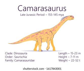 Camarasaurus. Sauropodomorpha dinosaur. Colorful vector illustration of prehistoric creature camarasaurus and description of characteristics, period of life isolated on white background. Fossil dino.