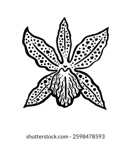Cambria orchid flower front view. Ink black hand drawn vector illustration on white background.