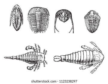 Cambrian and Silurian crustaceans, vintage engraved illustration. From Natural Creation and Living Beings.
