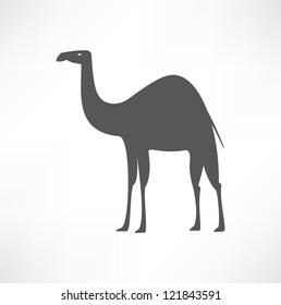 Camel