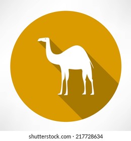 Camel