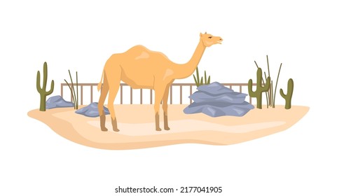 Camel in African natural reserve park, zoological garden bioreserve. Menagerie with animal habitat, conservation of exotic species. Flat cartoon, vector illustration