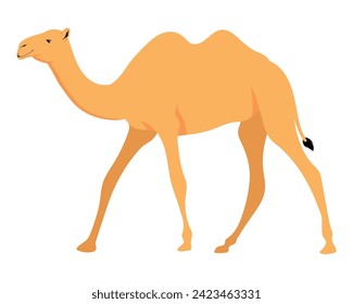 camel animal design illustration vector