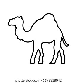 camel animal dessert