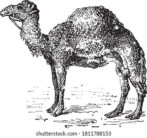Camel animal, From the Dictionary of Word and Things, 1888.