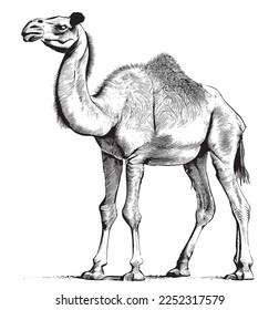 Camel animal hand drawn engraving sketch Vector illustration.