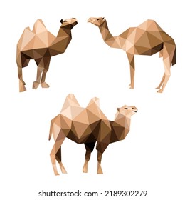 Camel Animal Set Low Poly polygonal. Camel Illustration in abstract set. Vector of Camel Collection