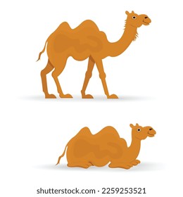 camel animal vector illustration design