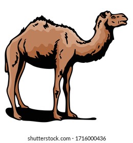 Camel Animal Vector Illustration Template Icon Collection