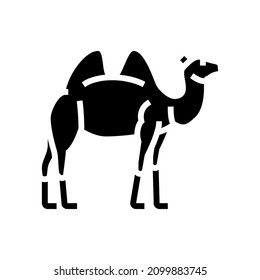 camel animal in zoo glyph icon vector. camel animal in zoo sign. isolated contour symbol black illustration