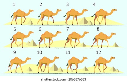 Camel animation. Walk cycle. Gait, twelve key positions.