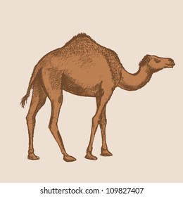 camel art drawing