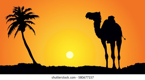 Camel in beautiful desert