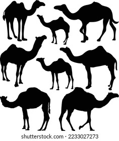 Camel Black Animal Vector Silhouette