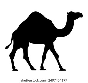 Camel. Black silhouette of a walking camel isolated on a white background. Hand-drawn illustration, not AI