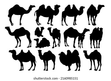 Camel. Black and white illustrations, templates isolated.