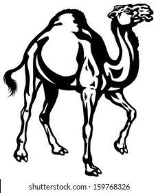 camel black and white side view illustration