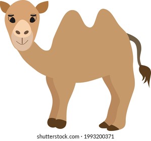 Camel brown with Double humped