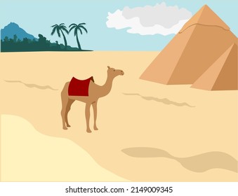 A camel by the Pyramids of Egypt in the desert of Giza. An iconic image of ancient times and places. The Sahara desert. Egyptian great pyramids in the desert on a background. 