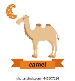 Camel. C letter. Cute children animal alphabet in vector. Funny cartoon animals. Vector illustration