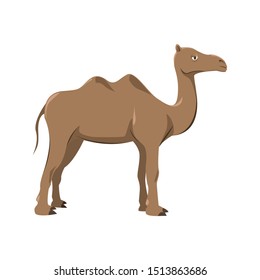 Camel cartoon illustration, cute camel animals desert