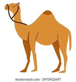 Camel cartoon illustration, camel vector illustration