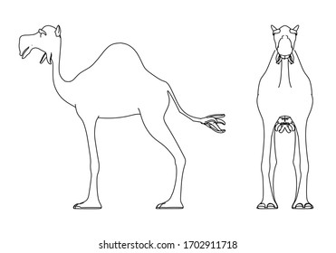 Camel cartoon lines illustration. Abstract vector camel on the white background