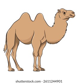 Camel cartoon, vector illustration, camel icon isolated on white background.