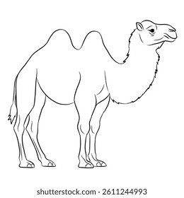 Camel cartoon, vector illustration, camel icon isolated on white background. Lie art.