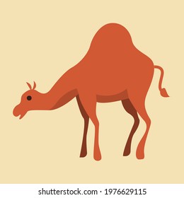 Camel cartoon vector illustration isolated over white background. Cute illustration of an animal in the desert.