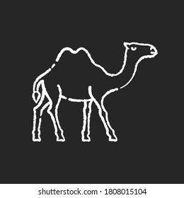 Icono de tiza de camello blanco sobre fondo negro. Animales domesticados árabes, fauna climática tropical. Vida silvestre exótica, habitante de la naturaleza salvaje. Ilustración de pizarra vectorial aislada de dos camellos humildes