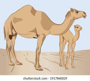 A camel with the child in the desert