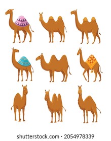 682 One humped camel Stock Illustrations, Images & Vectors | Shutterstock