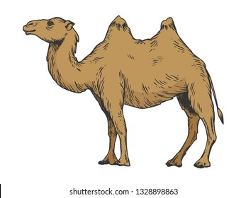 Camel color sketch engraving vector illustration. Scratch board style imitation. Black and white hand drawn image.