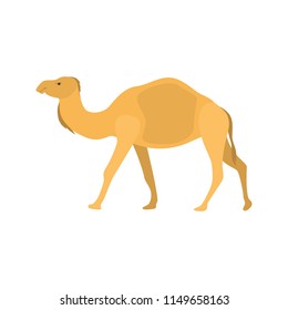 Camel color vector icon. Flat design