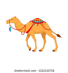 Camel in colorful harness and decorations.