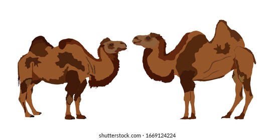 Camel couple in love vector illustration isolated on white background. Standing female camel against male.